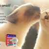 Feliway Classic